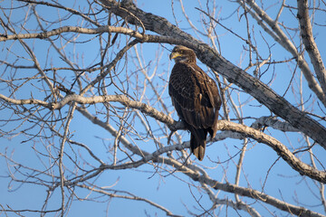 A juvenile bald eagle perches amongst the branches of a tall tree.