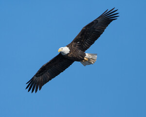 A bald eagle soaring with its wings spread wide.