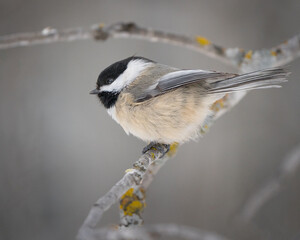Chickadee, Sax Zim Bog, MN