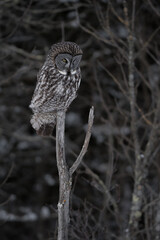 A great gray owl carefully listens for prey from its perch during the evening hunt.