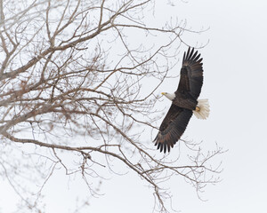 A bald eagle soars towards its perch on a winter day.