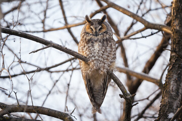 A long eared owl suns itself from an open perch in the woods.