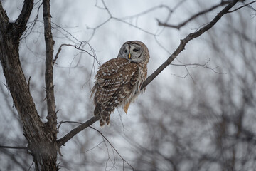 A barred owl turns and looks around from its perch in a tree.