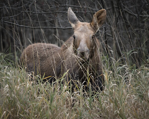 A moose calf, hidden in the tall grass, pokes its head up to look around.