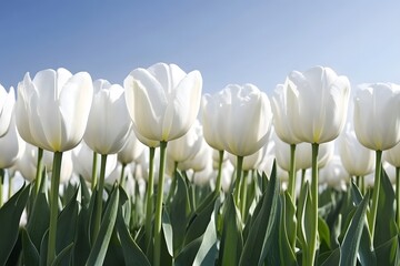 Fototapeta premium Stunning White Tulips Field Bright Sunny Day