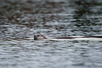 A river otter swimming in a lake.