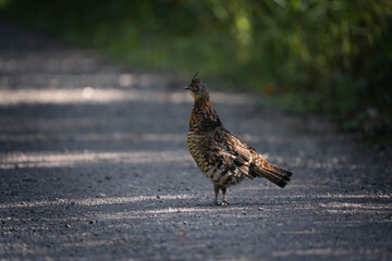 A ruffed grouse walking along a gravel road through a forest.