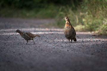 A ruffed grouse watches one of her chicks as it scurries across the road.