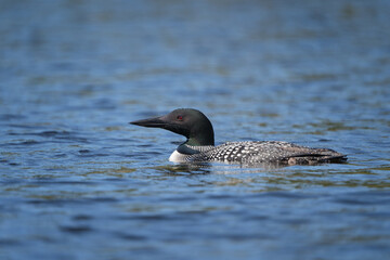 A loon swings along in a blue lake on a beautiful summer day.