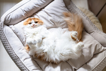 猫用ベッドの上でへそ天している折れ耳スコティッシュフォールドの子猫
