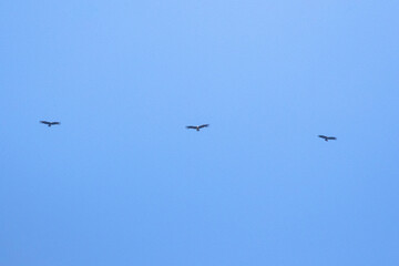 Andean condors flying high against a clear blue sky, symbolizing freedom and wildlife conservation. 