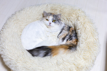 Obraz premium 猫用ベッドで仲良く寛ぐ2匹の猫