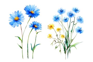 Set beautiful wildflowers isolated background drawn in watercolor. Chamomiles, cornflowers, bells and rapeseed flower