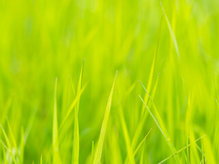 春の野山　草地が輝く05