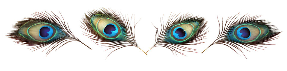 Obraz premium Four detailed peacock feathers with iridescent blue and green eyespots on a white or transparent backdrop