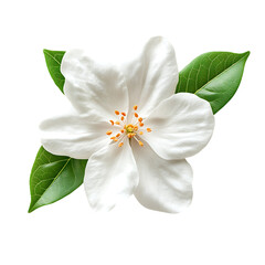 Fototapeta premium white flower isolated on white