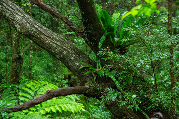 奄美大島、新緑の森。