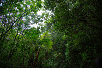 奄美大島、新緑の森。