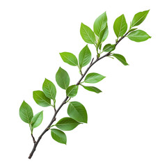 Obraz premium green leaves isolated on white