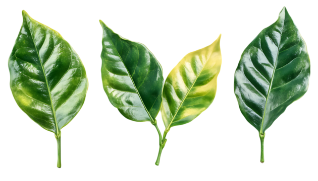 en leaves isolated on white