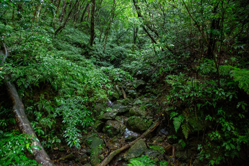 奄美大島、新緑の森。