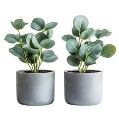 Artificial Eucalyptus Plants in Minimalist Planters Isolated on Transparent Background