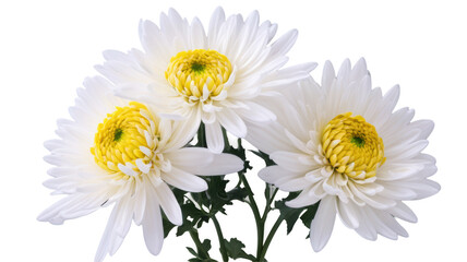 Fototapeta premium Chrysanthemum