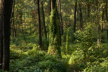 Fototapeta premium footpath in the forest