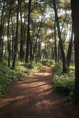 path in the forest