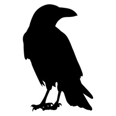 Halloween Crow Silhouette. Isolated on White Background. 