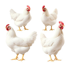 Fototapeta premium Four white chickens standing in different poses, transparent background