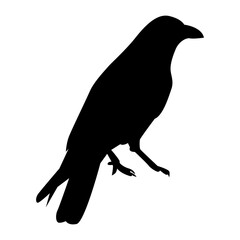 Halloween Crow Silhouette. Isolated on White Background. 