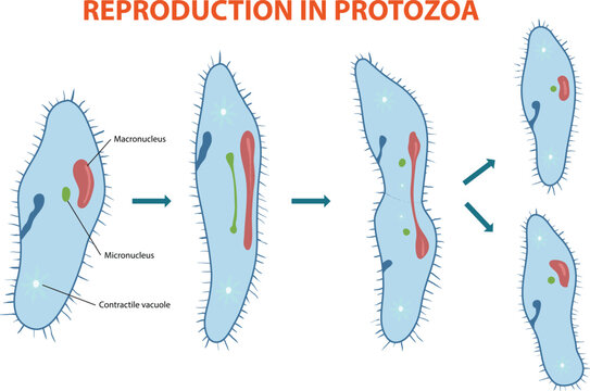 Illustration of protozoa's asexual reproduction diagram