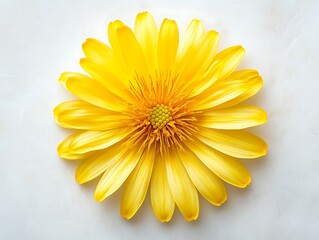 Fototapeta premium Bright yellow flower close-up nature photography minimalist background
