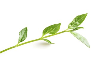 Fototapeta premium Fresh oregano twig on white background. Top view.