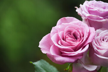 紫の薔薇