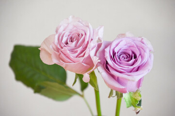 紫の薔薇