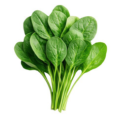 Fresh spinach leaves arranged beautifully