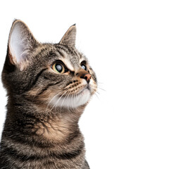 Close-up of a curious tabby cat against a Transparent background