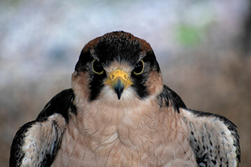 A striking falcon stands with intense gaze and ruffled feathers, reflecting its hunting prowess and captivating presence in the avian world, embodying strength and beauty.