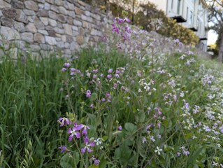 wildflowers in a field 