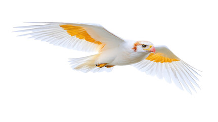 Obraz premium Majestic White Bird with Orange Accents Soaring Against a Clear Blue Sky in Graceful Flight