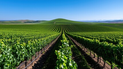 A stunning vineyard landscape with lush green grapevines under a clear blue sky.