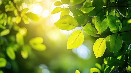 Lush Green Leaves Glowing in Sunlight in Serene Garden Setting