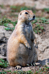 A vigilant prairie dog stands upright on its hind legs, scanning the environment, epitomizing alertness while surrounded by natural earth and greenery.