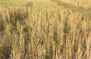 Rice field or farm land after harvest,selective focus.