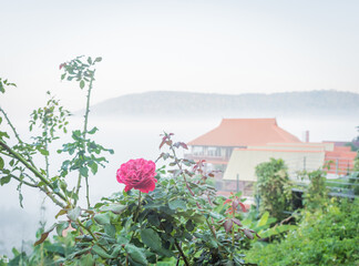 Pink rose in morning and nature background,selective focus.