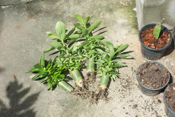 Young adenium or desert rose before breeding,selective focus.