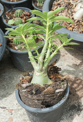 Young adenium or desert rose before breeding,selective focus.