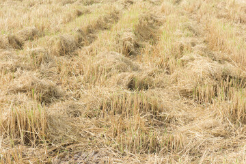 Rice field or farm land after harvest,selective focus.